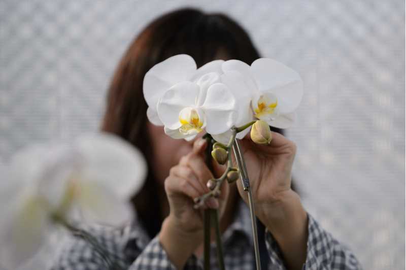 Orkide med kvinne i bakgrunnen