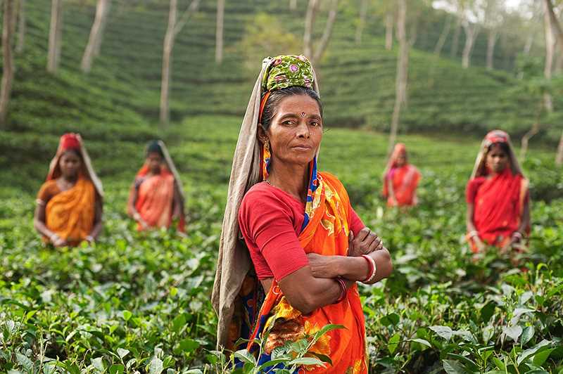 Indisk, arbeidende kvinne i landsbrukjobb.