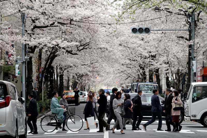 Folk krysser gaten under blomstrende kirsebærtrær