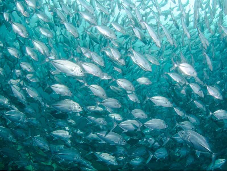 Stim av fisk under vann