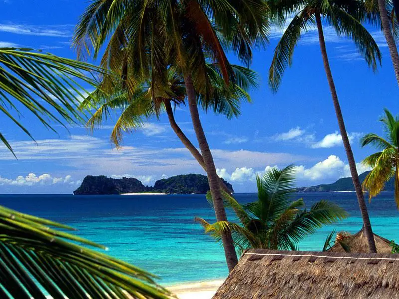En strand med palmetrær på Hawaii
